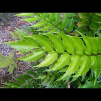 Cyrtomium Falcatum (fam Aspidiacees) (Chine, Japon) (2)